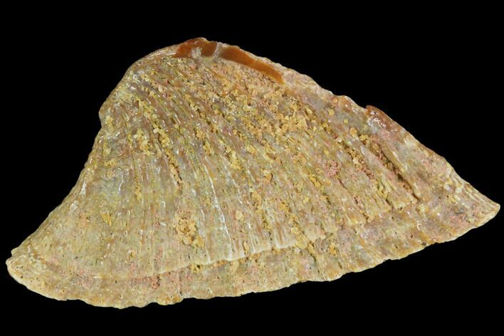 Fossil Sawfish Dermal Denticle - Kem Kem Beds, Morocco #98758